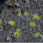Gamers Grass: Special tufts - 2 mm - Light Green (Tiny)