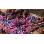 Gamers Grass: Tiny Tufts - 2 mm - Alien Neon