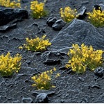 Gamers Grass: Yellow Flowers