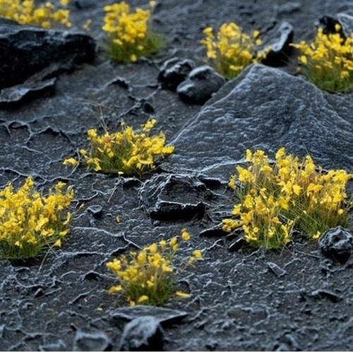 Gamers Grass: Yellow Flowers