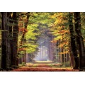 Puzzle 1000 el. Jesienny spacer