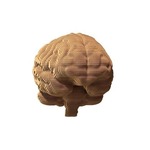 Puzzle 3D kartonowe - Mózg
