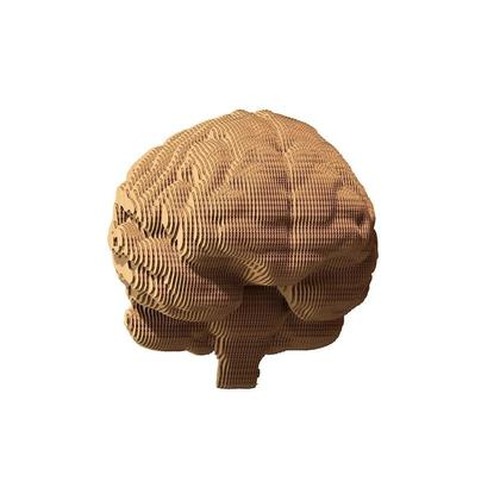 Puzzle 3D kartonowe - Mózg