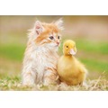 Puzzle 500 el. Uroczy przyjaciele
